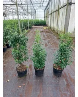 Portugisisk kirsebærlaurbær